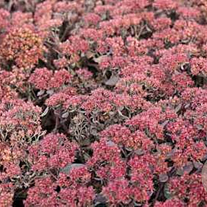 Sedum 'Red Sparkle' GM P9
