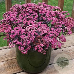Sedum Sunsparkler Dazzleberry GM P9