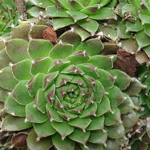 Sempervivum 'Silberkarneol' GM P9