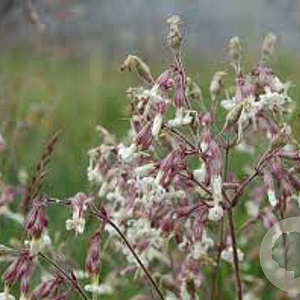 Silene nutans GM P9