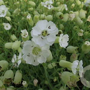 Silene u. 'Weisskehlchen' GM P9