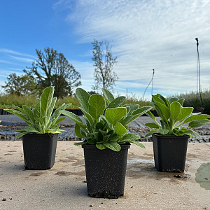 Stachys byzantina GM P9