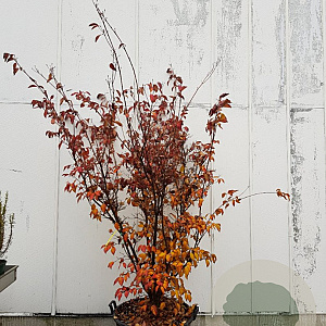 Cornus k. 'China Girl' 200-250 cm container meerstammig