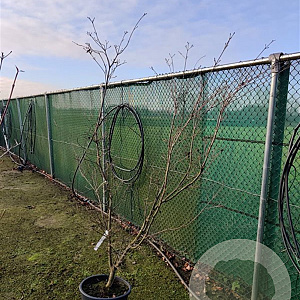 Cornus k. 'China Girl' 200-250 cm container meerstammig