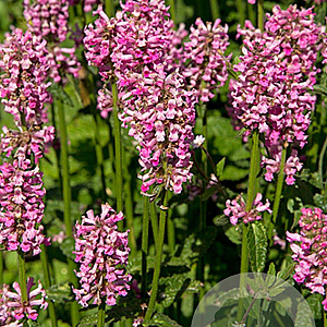 Stachys monieri 'Rosea' GM P9