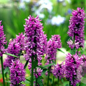 Stachys off. 'Ukkie' GM P9