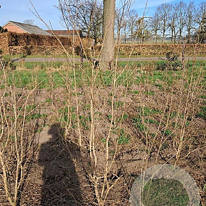 Cornus kousa chinensis 200-250 cm container meerstammig