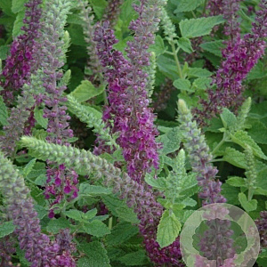 Teucrium hyrc. 'Paradise Delight' GM P9