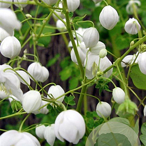 Thalictrum del. Splendide White GM P9