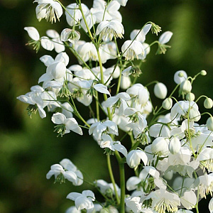 Thalictrum del. Splendide White GM P9