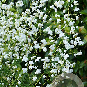 Thalictrum del. Splendide White GM P9