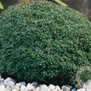 Thymus 'Elfin' GM P9