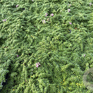 Thymus 'Elfin' GM P9