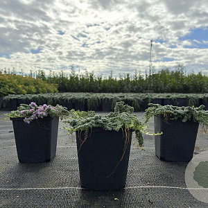 Thymus 'Elfin' GM P9