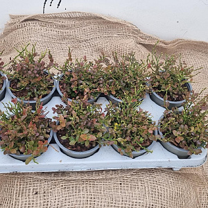 Vaccinium myrtillus GM P9