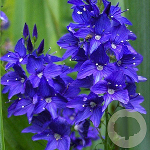 Veronica austr. 'Knallblau' GM P9