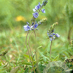 Veronica austriaca teucrium GM P9