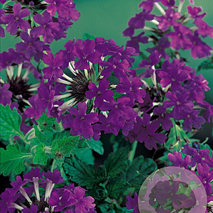 Verbena 'Homestead Purple' GM P9