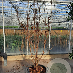 Cornus k. 'Milky Way' 200-250 cm container meerstammig