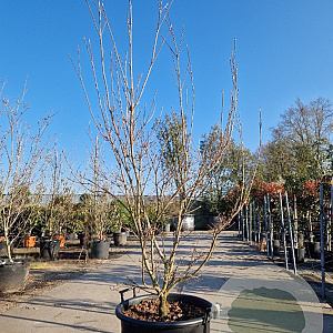 Cornus k. 'Milky Way' 200-250 cm container meerstammig