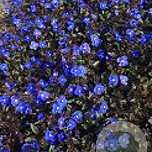 Veronica peduncularis GM P9
