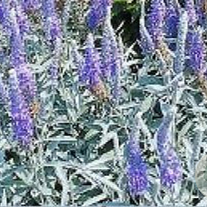 Veronica spicata incana GM P9