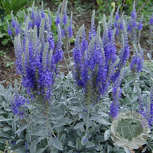 Veronica spicata incana GM P9 BIO