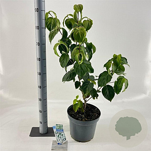 Cornus k. 'Schmetterling' 60-80 cm 7,5L