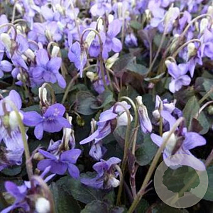 Viola labradorica GM P9 BIO