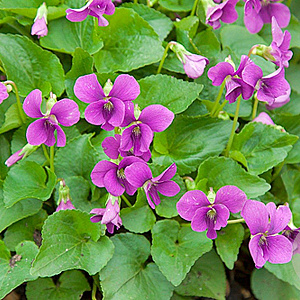 Viola sororia 'Rubra' GM P9