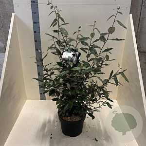 Elaeagnus ebbingei 60-80 cm 10L