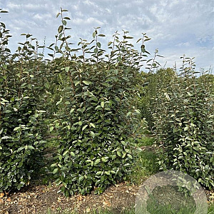 Elaeagnus ebbingei 150-175 cm draadkluit