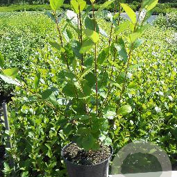 Aronia prunifolia 'Viking' 50-60 cm 3,0L