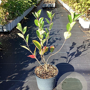Aronia prunifolia 'Viking' 50-60 cm 3,0L