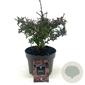 Berberis thunb. 'Atropurpurea Nana' 15-20 cm 2,0L