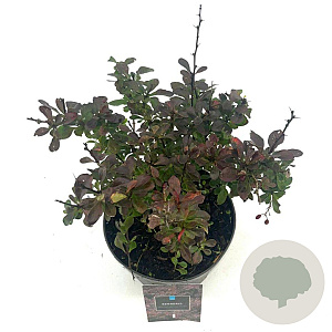 Berberis thunb. 'Atropurpurea Nana' 15-20 cm 2,0L
