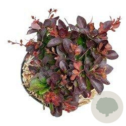 Berberis thunb. 'Atropurpurea Nana' 15-20 cm 2,0L