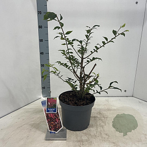 Euonymus alatus 30-40 cm 5,0L
