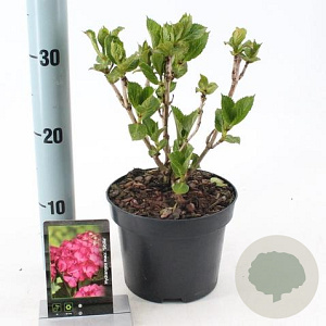 Hydrangea m. 'Sibilla' 20-25 cm 2,0L