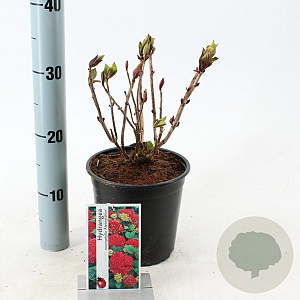 Hydrangea m. 'Alpenglühen' 20-25 cm 2,0L