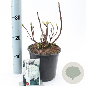 Hydrangea m. 'Mad. Emile Mouillère' 20-25 cm 2,0L