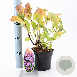 Hydrangea m. 'Mariesii Perfecta' 20-25 cm 2,0L