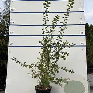 Prunus spinosa 80-100 cm 7,5L