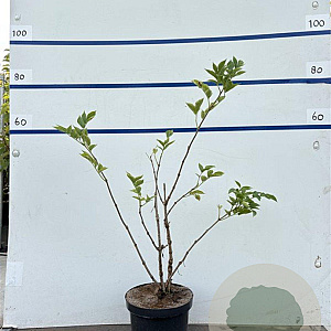 Sambucus nigra 80-100 cm 7,5L