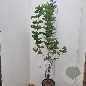 Viburnum opulus 125-150 cm 12L