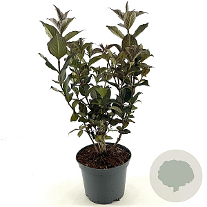 Weigela Ebony and Ivory 25-30 cm 3,0L