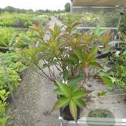 Weigela 'Minuet' 30-40 cm 3,0L