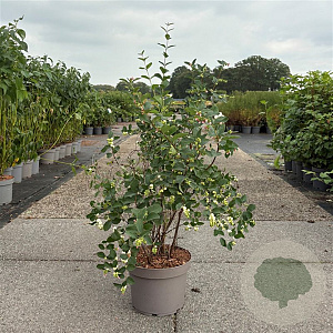 Symphoricarpos d. 'White Hedge' 60-80 cm 10L