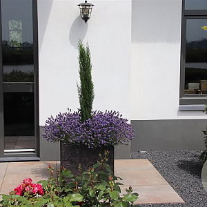 Cupressus semp. 'Totem' 40-50 cm 3,0L