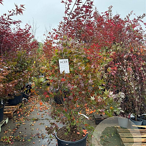 Acer pal. 'Atropurpureum' 175-200 cm 50L